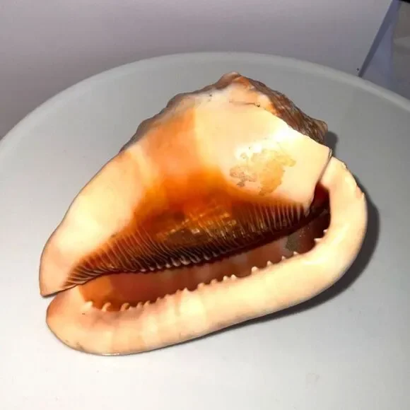 Vintage stunning hand carved cameo conch shell Italy must see - Picture 5 of 5